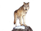 WOLF - Free PNG Animated GIF