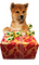 Kaz_Creations Animals Christmas Dog Pup Gift - Free PNG Animated GIF