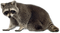 Kaz_Creations Raccoon - Free PNG Animated GIF