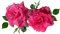 kukka flower fleur ruusu rose - png ฟรี GIF แบบเคลื่อนไหว