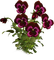 flores transparentes dubravka4 - PNG gratuit GIF animé