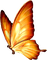 papillon orange