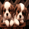 chien fond  dogs gif bg - Zdarma animovaný GIF animovaný GIF