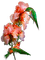 Hummingbird bp - ilmainen png animoitu GIF