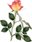 rose rose.Cheyenne63 - png grátis Gif Animado