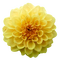 kikkapink flower dahlia spring summer yellow deco - kostenlos png Animiertes GIF