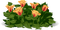 kinoto. tulipanes - png grátis Gif Animado