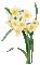 chantalmi fleur narcisse jonquille blanche - Kostenlose animierte GIFs Animiertes GIF