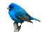 Kaz_Creations Birds Bird Blue - GIF animé gratuit GIF animé