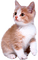 Katze, chat, cat - nemokama png animuotas GIF