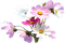 Полевые цветы - фрее пнг анимирани ГИФ