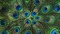 Kaz_Creations Deco Peacock Backgrounds Background - gratis png animerad GIF