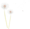 dandelions Bb2 - 免费PNG 动画 GIF