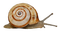 Kaz_Creations Snail - ücretsiz png animasyonlu GIF