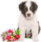 valentine dog by nataliplus - zdarma png animovaný GIF