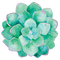watercolor succulent Bb2 - nemokama png animuotas GIF