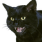 angry cat - GIF animé gratuit