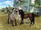 star stable - kostenlos png Animiertes GIF
