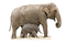 elephant, wild animal, elefantti, villieläin - ingyenes png animált GIF