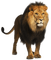 Kaz_Creations Animals Lion - gratis png geanimeerde GIF