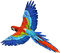 попугай - бесплатно png анимированный гифка