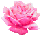 pink rose gif - GIF animado gratis GIF animado