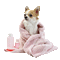 Chihuahua - Безплатен анимиран GIF анимиран GIF