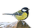 Oiseau (mésange) - png grátis Gif Animado