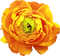 Fleur.Flower.Orange.Yellow.Victoriabea - δωρεάν png κινούμενο GIF
