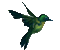 Animated Green Hummingbird - GIF animé gratuit GIF animé