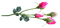 kukka, flower, fleur, ruusu, rose - gratis png animerad GIF
