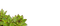 succulent plants bp - 免费PNG 动画 GIF