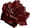burgundy rose