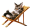 Un gato en la silla - darmowe png animowany gif