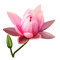 flower pink by nataliplus - png gratuito GIF animata