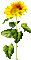 Animated.Sunflower.Brown.Yellow - By KittyKatLuv65 - GIF animé gratuit GIF animé