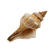 conch - kostenlos png Animiertes GIF