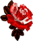 rose,red, fleur, Pelageya - PNG gratuit GIF animé
