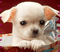 small dog - Zdarma animovaný GIF animovaný GIF