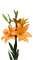 fleur orange.Cheyenne63 - 免费PNG 动画 GIF
