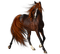 dulcineia8 cavalos - zadarmo png animovaný GIF