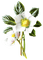 aquarelle,  fleur, Orabel - PNG gratuit GIF animé