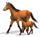 cheval - Безплатен анимиран GIF анимиран GIF