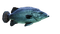 fish, kala - ilmainen png animoitu GIF