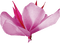 Kaz_Creations Deco Flower Colours - darmowe png animowany gif