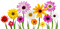 colorful flowers sunhsine3 - png gratis GIF animasi