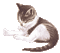 minou-cat - Animovaný GIF zadarmo animovaný GIF