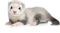 Kaz_Creations Ferret - Free PNG Animated GIF