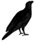 corbeau.Cheyenne63 - Free PNG Animated GIF