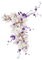 white flowers vine - bezmaksas png animēts GIF